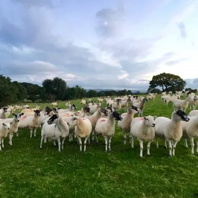 Ribble Valley Holiday Cottages Location